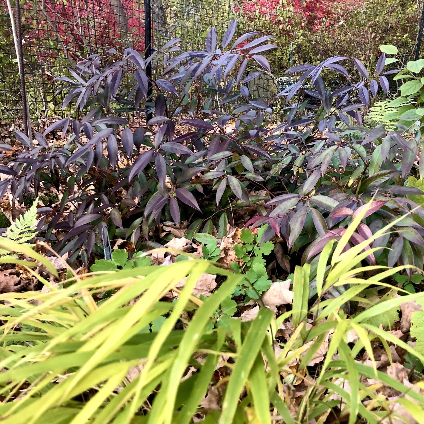 Leucothoe fontanesiana - ReJoyce Leucothoe