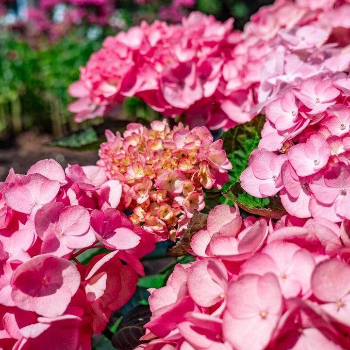 Hydrangea macrophylla - Bloomin' Easy® Soul Mate™ Hydrangea