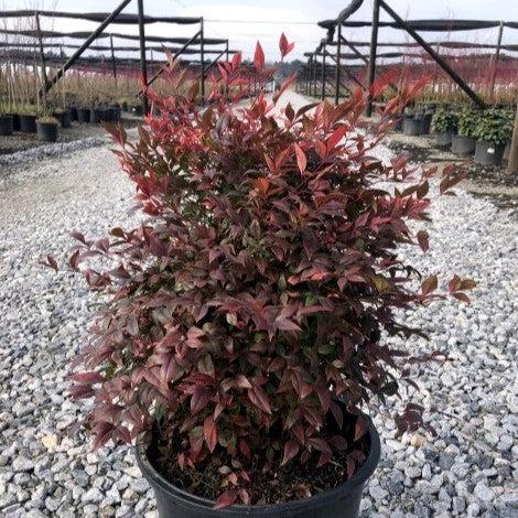 Nandina domestica - Gulf Stream Heavenly Bamboo