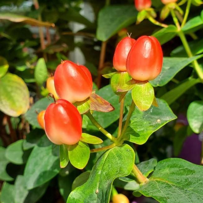 Hypericum x inodorum - First Editions® Magical® Red Flame St. John's Wort