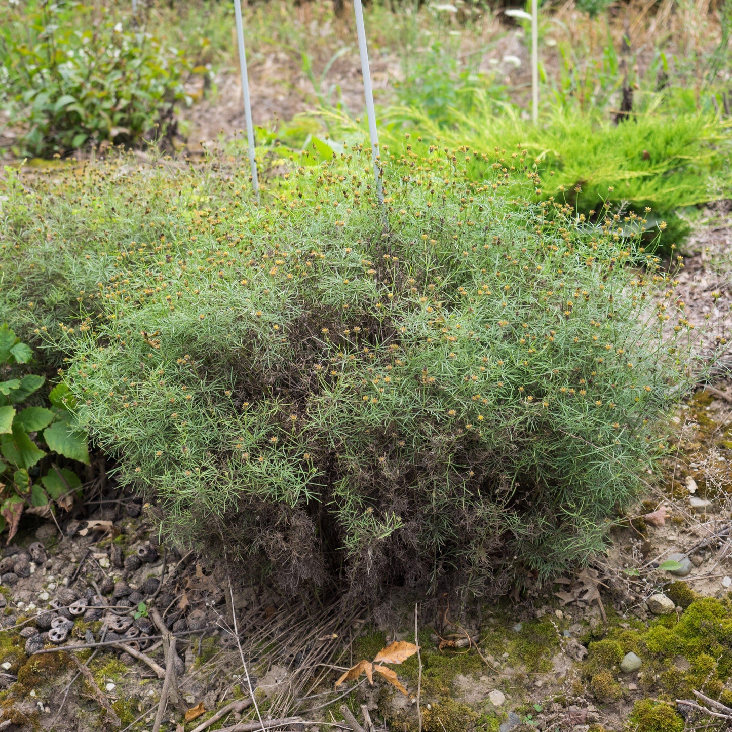 Coreopsis verticillata - Moonbeam Threadleaf Coreopsis