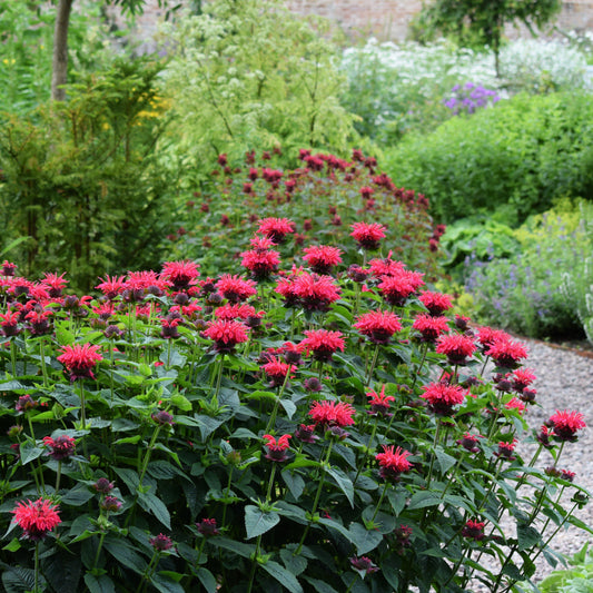 Monarda - Sugar Buzz® 'Cherry Pops' Bee Balm