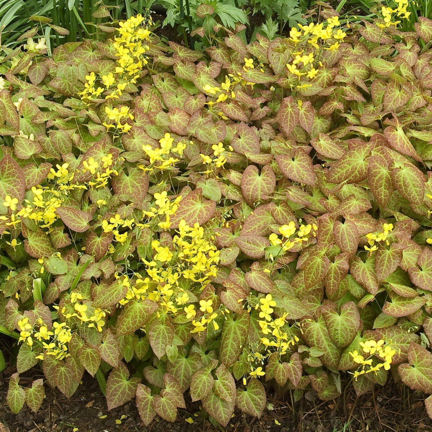Epimedium x perralchicum - Frohnleiten Barrenwort, Bishop's Hat
