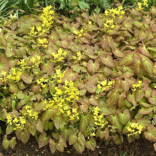 Epimedium x perralchicum - Frohnleiten Barrenwort, Bishop's Hat