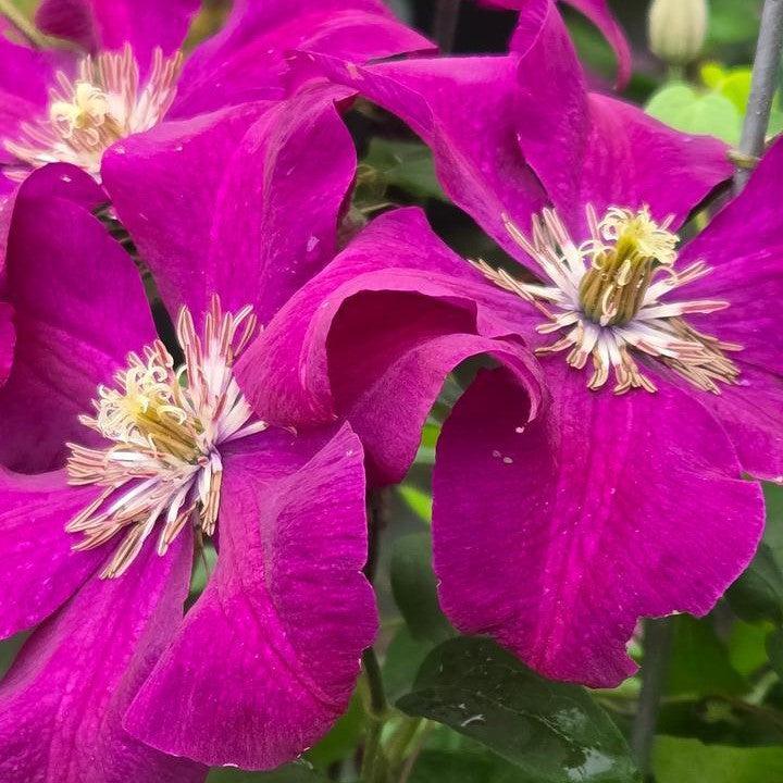 Clematis - Rouge Cardinal Clematis