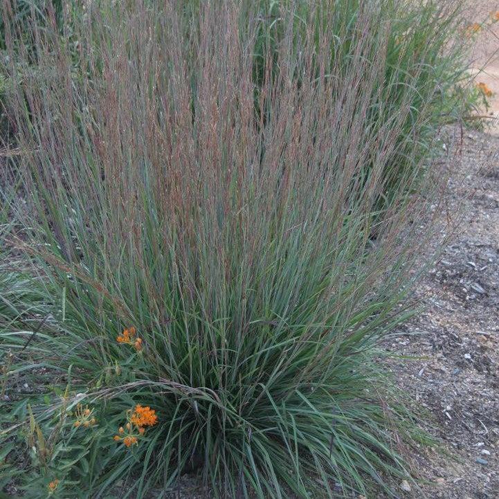 Schizachyrium scoparium - Blue Heaven Little Bluestem