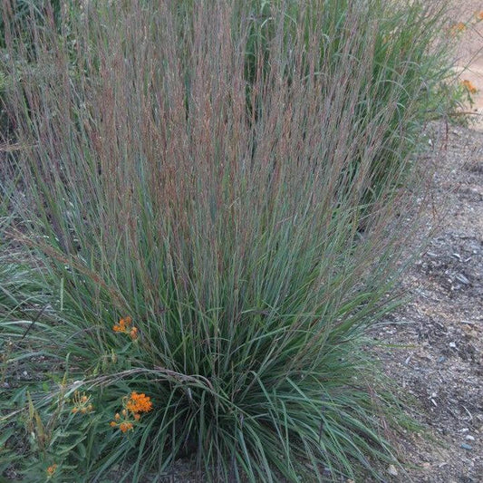 Schizachyrium scoparium - Blue Heaven Little Bluestem