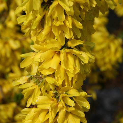 Forsythia - Show Off Starlet® Forsythia