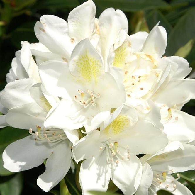Rhododendron catawbiense 'Chionoides'