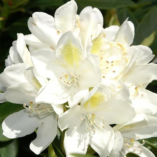 Rhododendron catawbiense 'Chionoides'