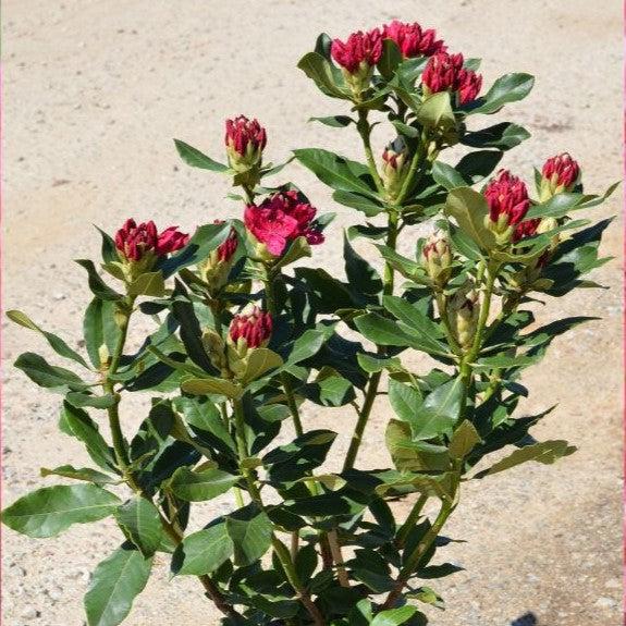 Rhododendron 'Nova Zembla'