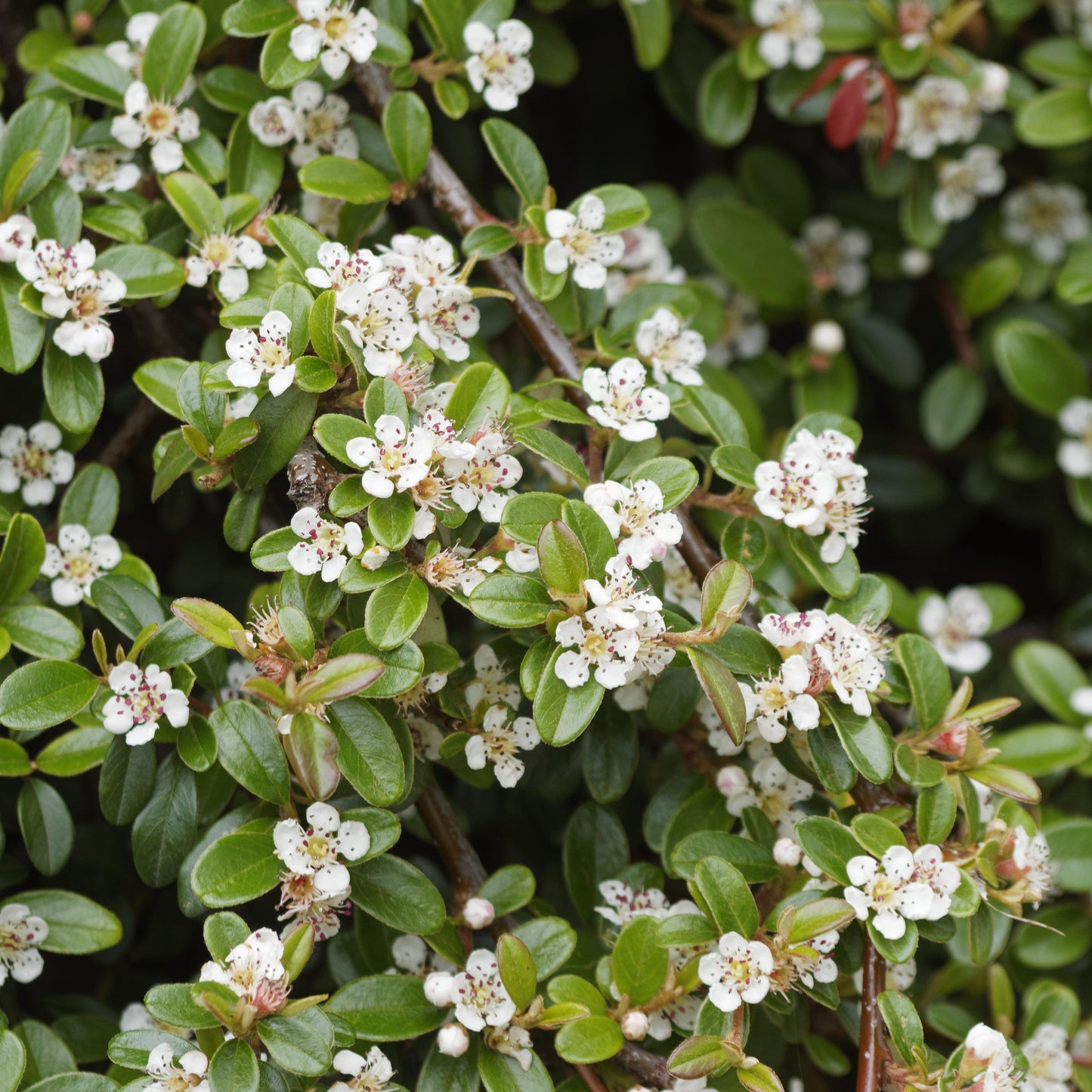 Cotoneaster dammeri - Coral Beauty Cotoneaster