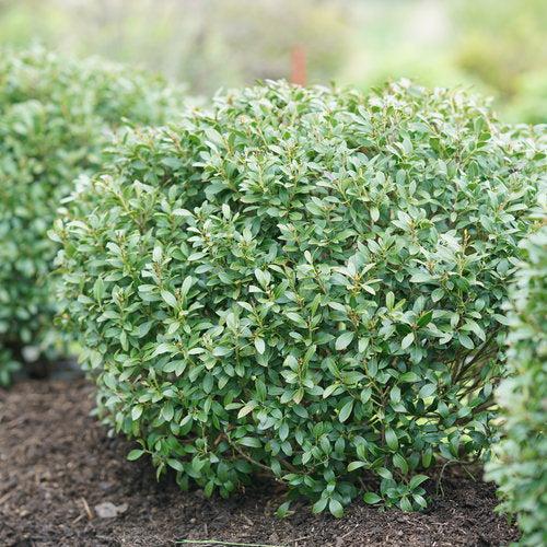 Ilex glabra - Strongbox® Inkberry Holly