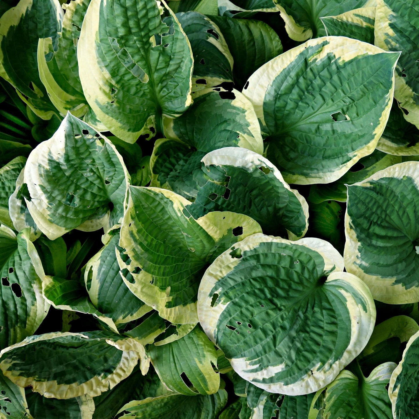 Hosta - Earth Angel Hosta