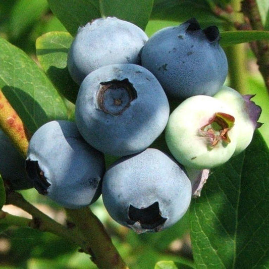 Vaccinium corymbosum - Jersey Highbush Blueberry