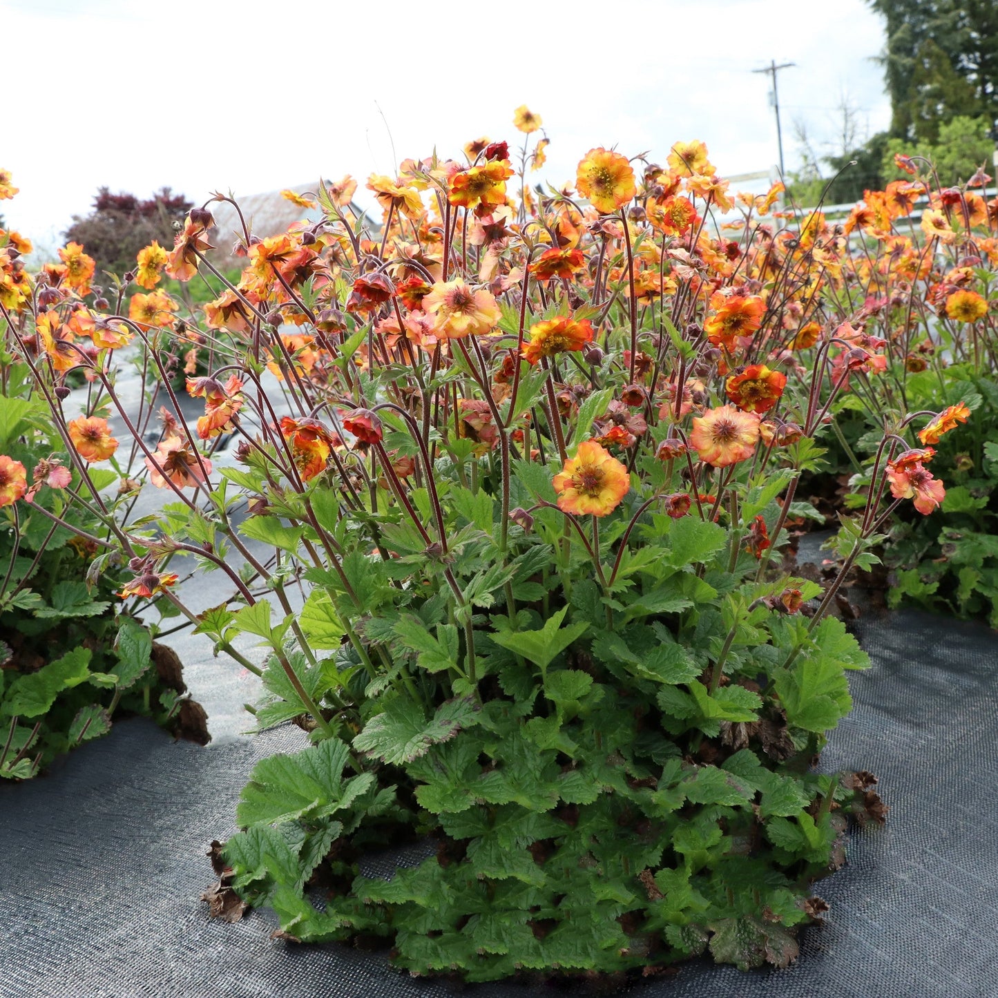 Geum x - Tempo™ Fiesta Avens