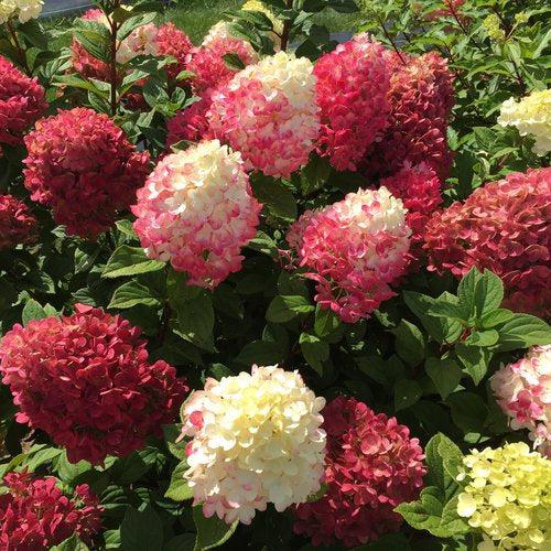 Hydrangea paniculata - Proven Winners® Little Lime Punch® Hydrangea