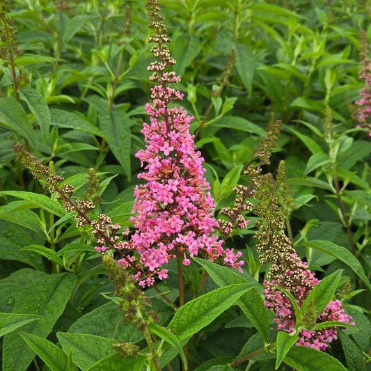 Buddleia davidii - First Editions® Trippy Pink® Butterfly Bush