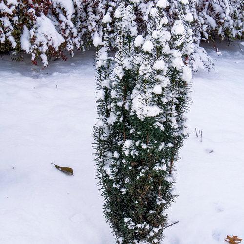 Taxus x media - Stonehenge Skinny® Yew