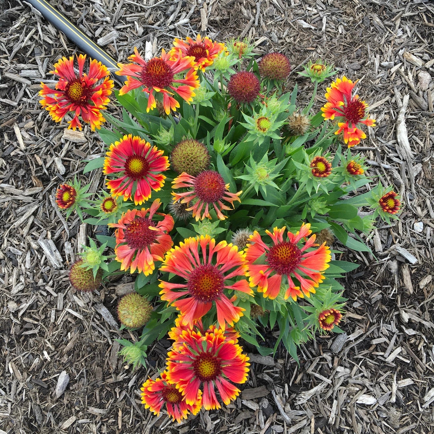 Gaillardia - Spintop™ Copper Sun Blanket Flower
