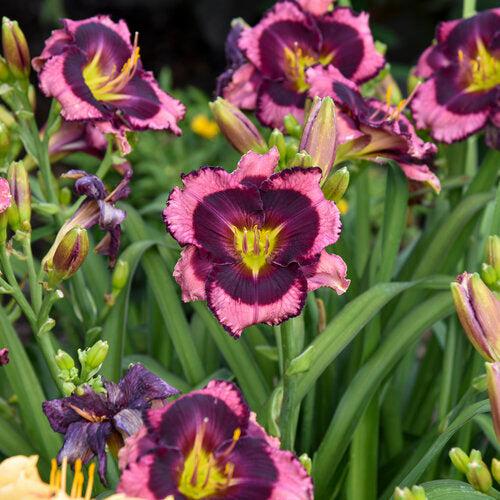 Hemerocallis - PW® Rainbow Rhythm® Storm Shelter Daylily