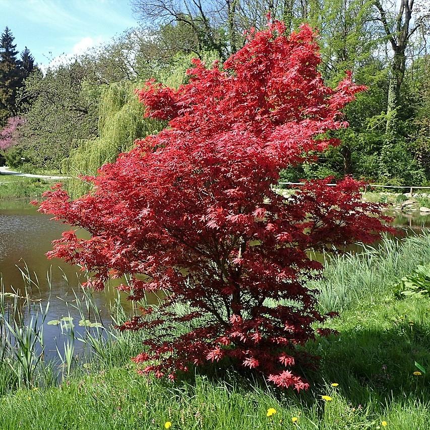 Acer palmatum - Japanese Maple 'Bloodgood'