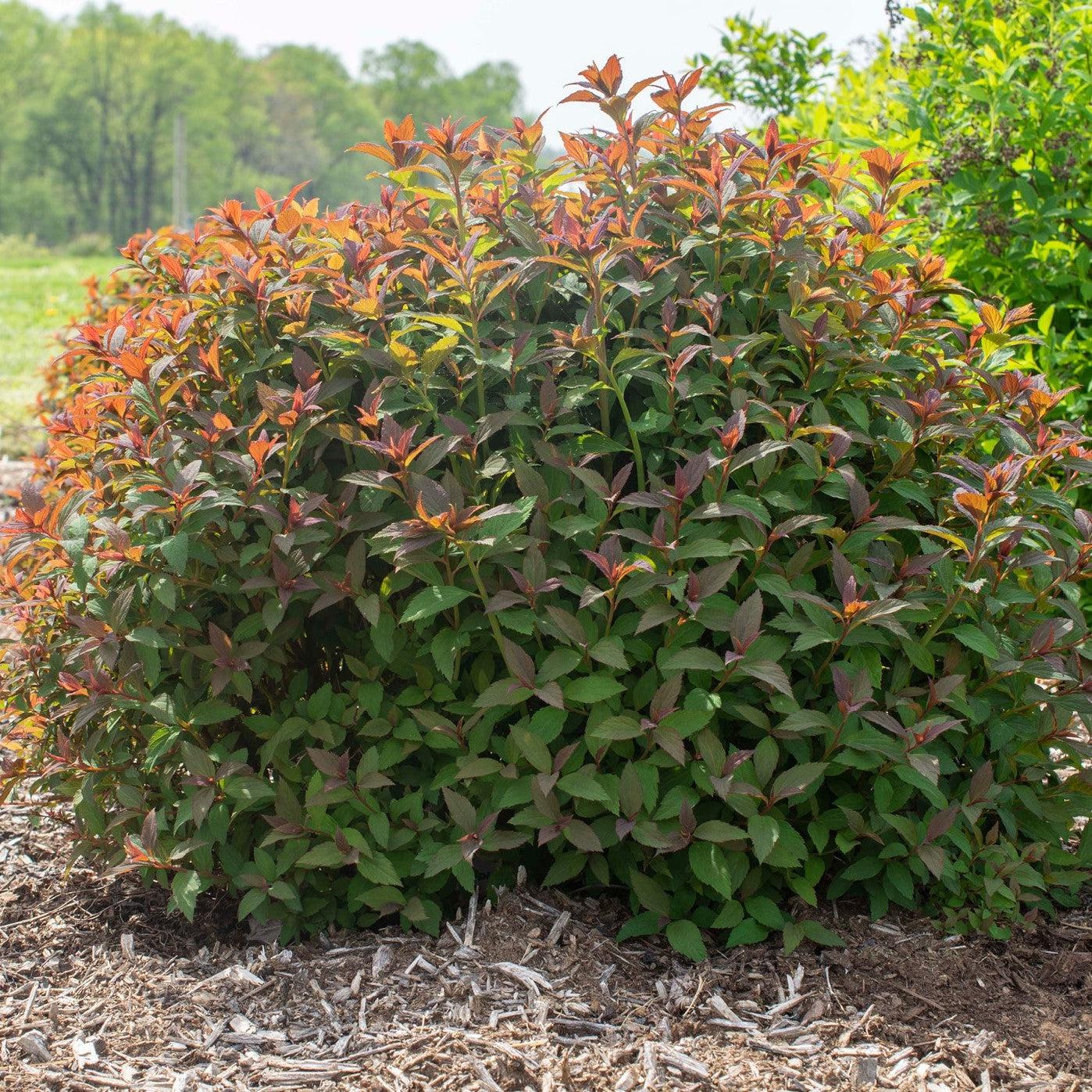 Spiraea japonica - Empire® Ice Dragon™ Spiraea