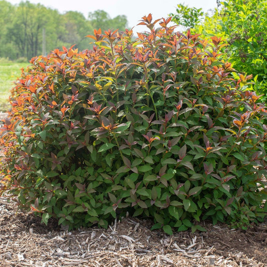 Spiraea japonica - Empire® Ice Dragon™ Spiraea