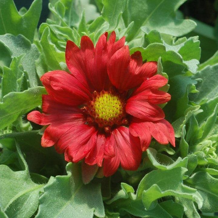 Gaillardia aristata - Burgundy Blanket Flower