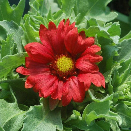 Gaillardia aristata - Burgundy Blanket Flower