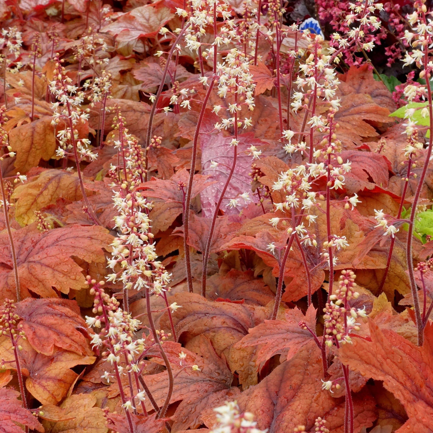 Heucherella - Sweet Tea Foamy Bells