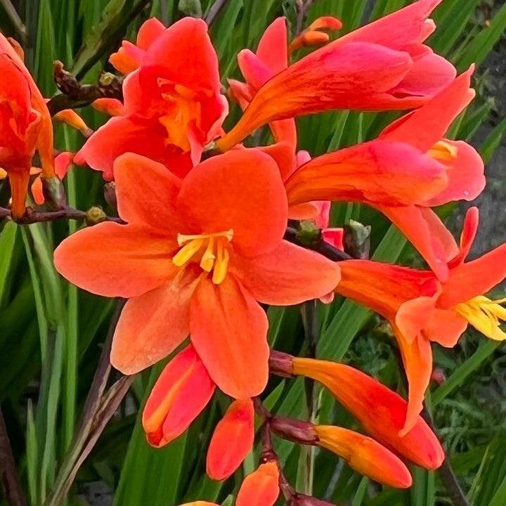 Crocosmia - Peach Melba Crocosmia