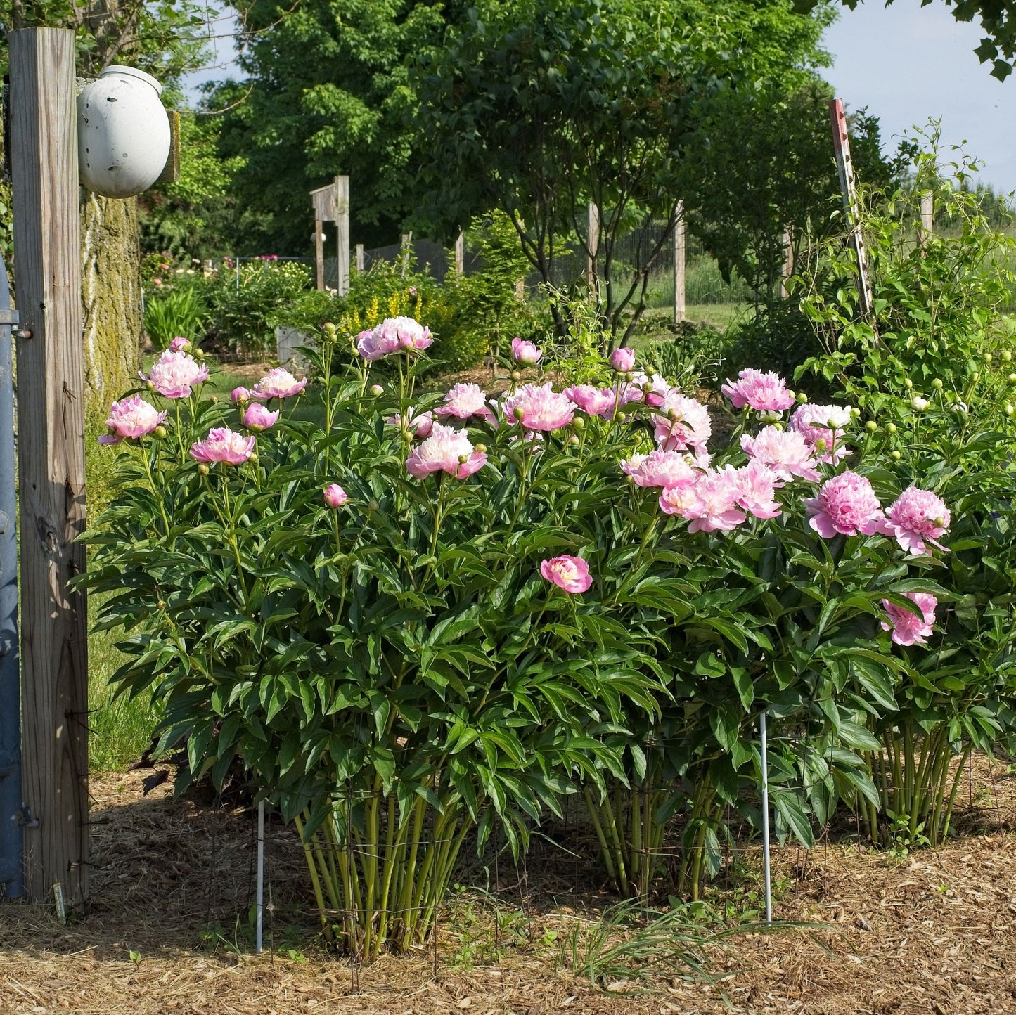 Paeonia - Emile Debatene Peony