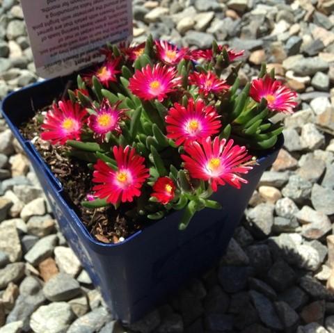 Delosperma cooperi - Jewel of Desert® Garnet Ice Plant