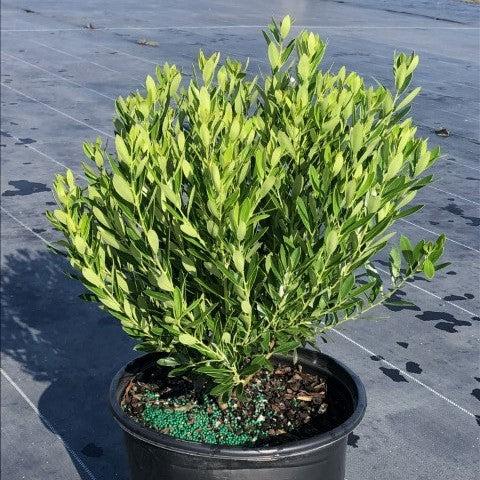 Ilex glabra - Shamrock Inkberry Holly