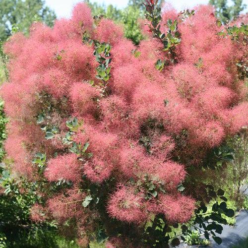 Cotinus coggygria - The Velvet Fog®  Smokebush