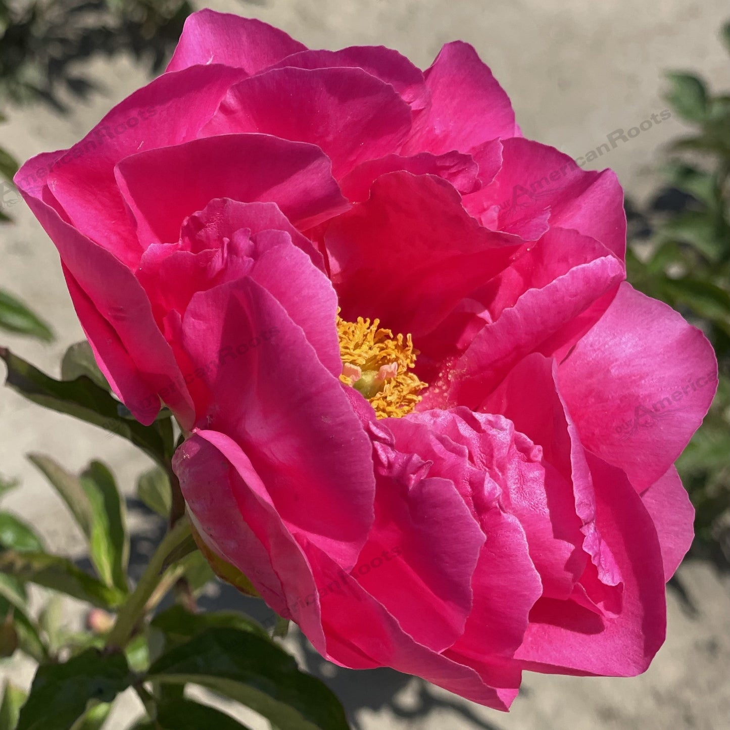 Paeonia lactiflora - Paula Fay Peony