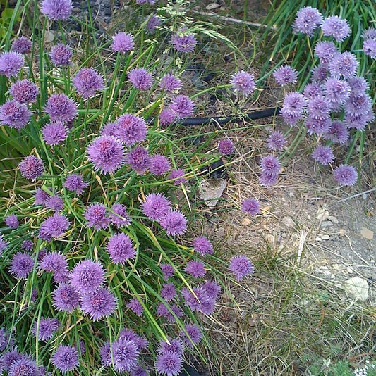 Allium - Medusa Ornamental Onion