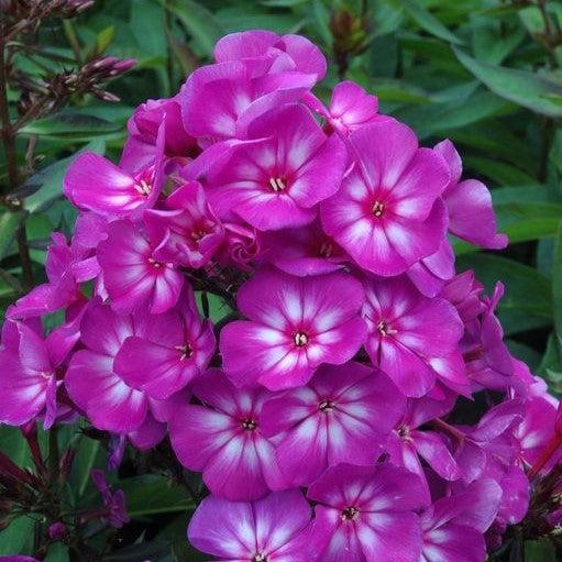 Phlox paniculata - First Editions® Grape Lollipop™ Phlox
