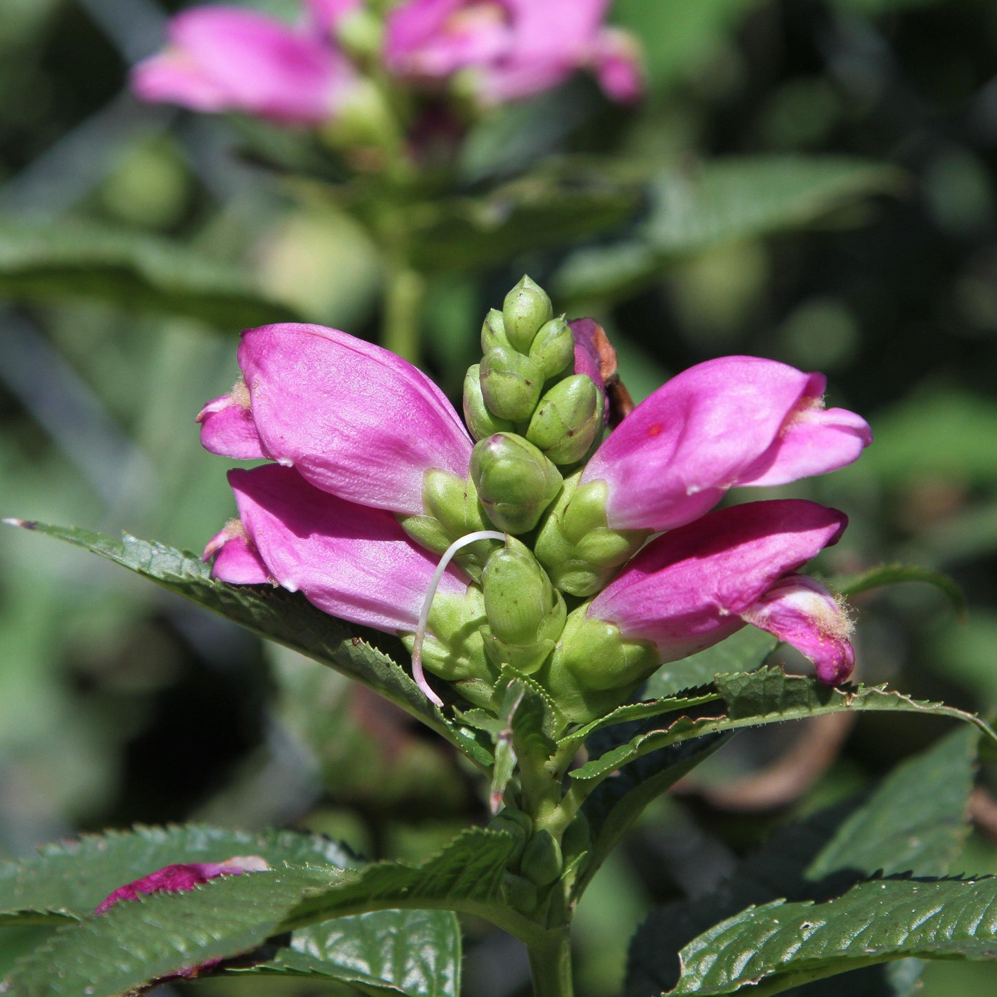 Chelone lyonii - Hot Lips Turtlehead