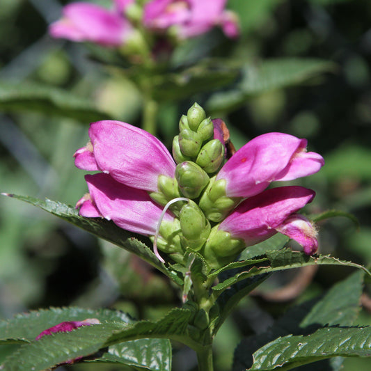 Chelone lyonii - Hot Lips Turtlehead
