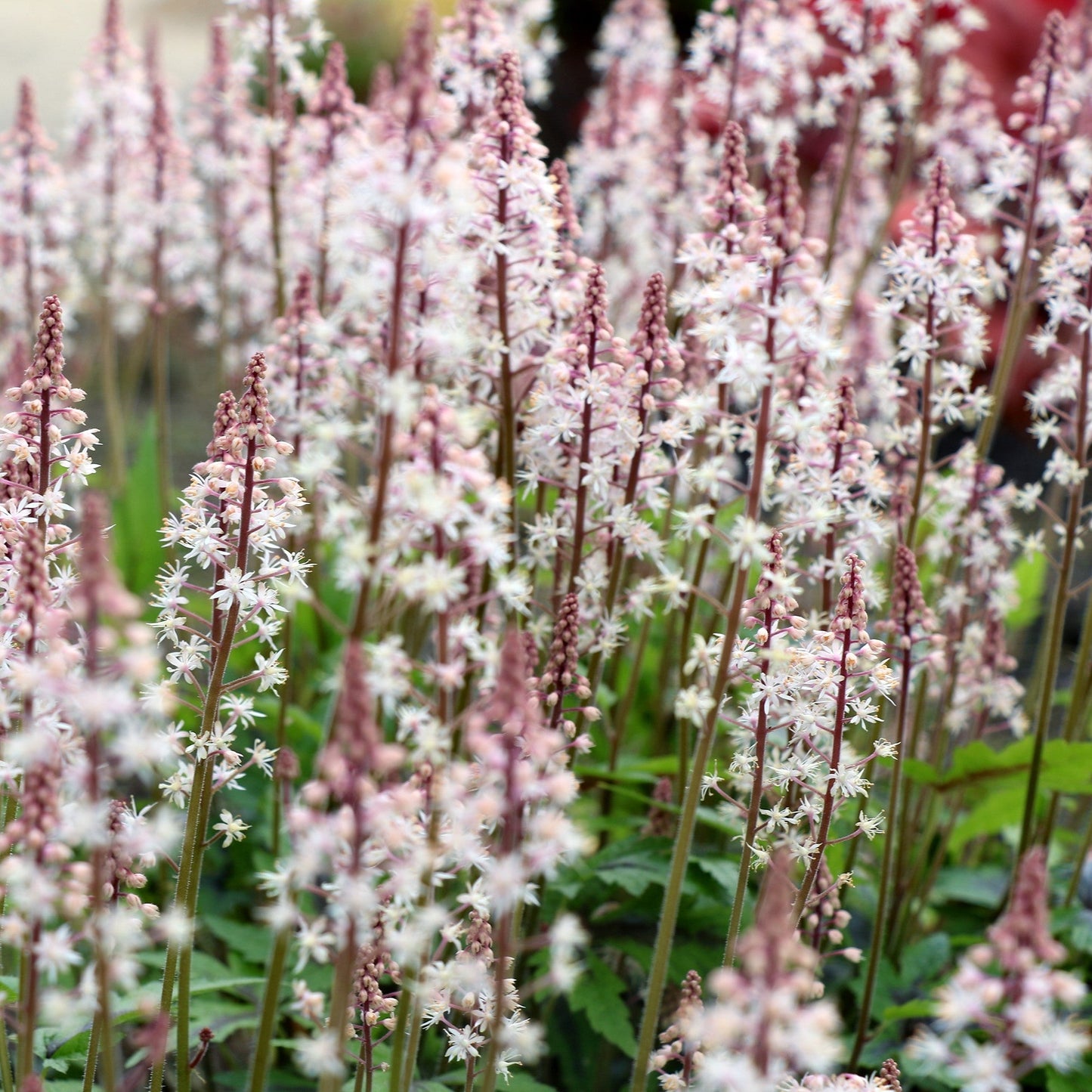 Tiarella - Sugar and Spice Foamflower