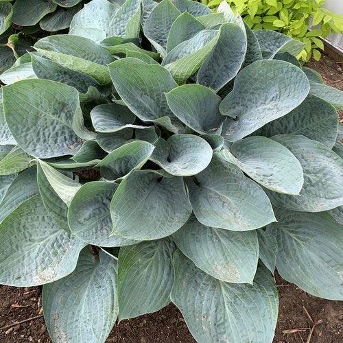 Hosta - PW® Shadowland® Above The Clouds Hosta