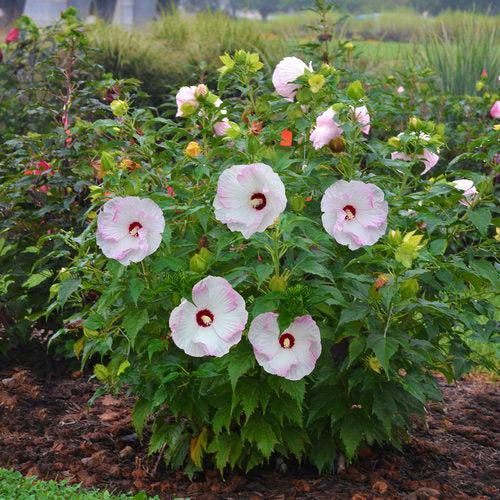 Hibiscus - Summerific® Ballet Slippers Hibiscus