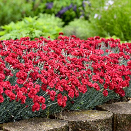 Dianthus  - Fruit Punch® Maraschino Dianthus