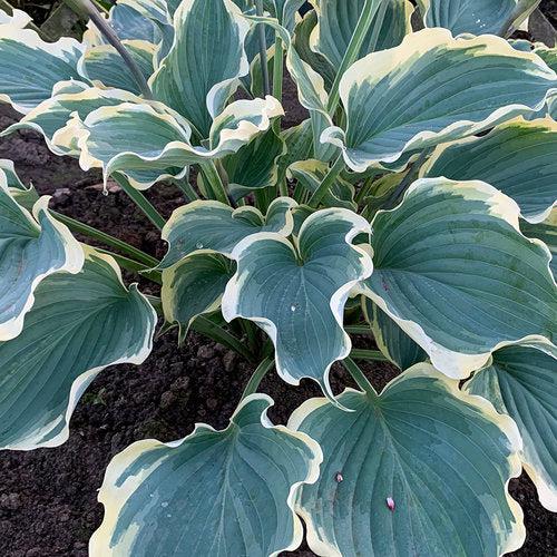 Hosta - PW® Shadowland® Hope Springs Eternal Hosta