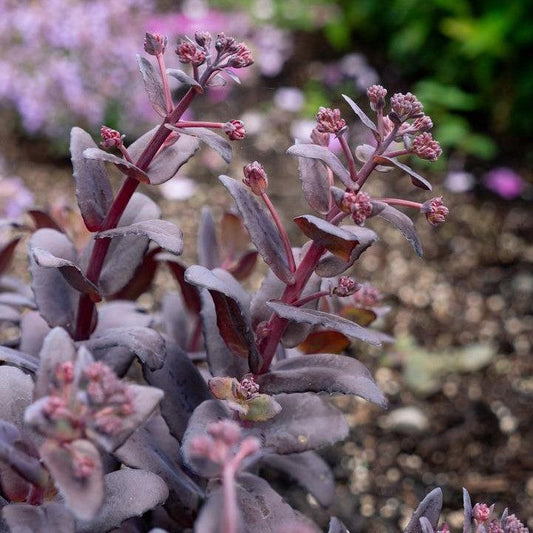 Sedum x - Puff Pastry™ Raspberry Stonecrop