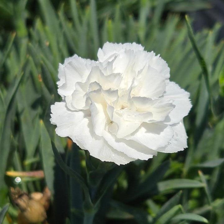 Dianthus -  PW® Fruit Punch® Whipped Cream Dianthus