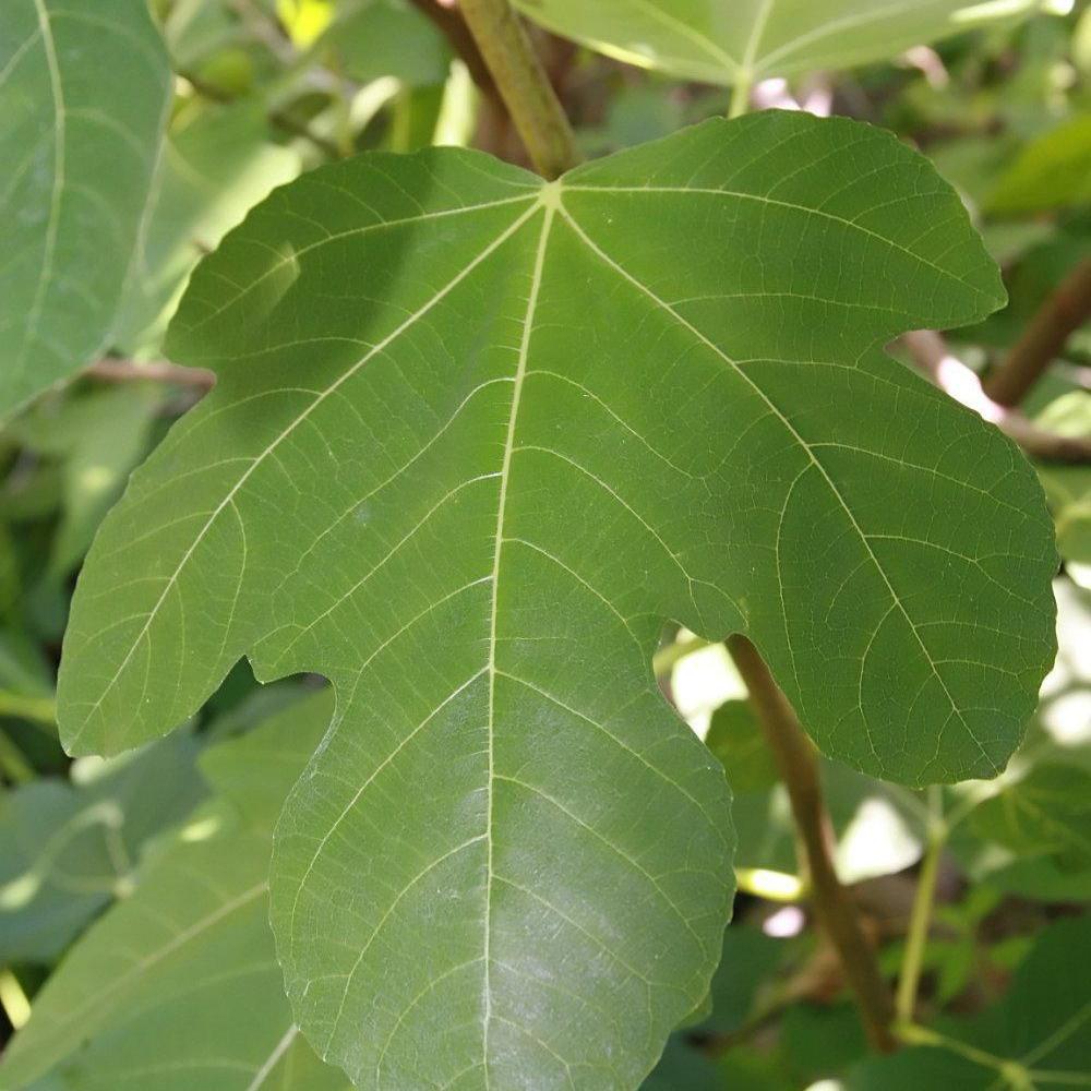 Ficus carica - Brown Turkey Fig