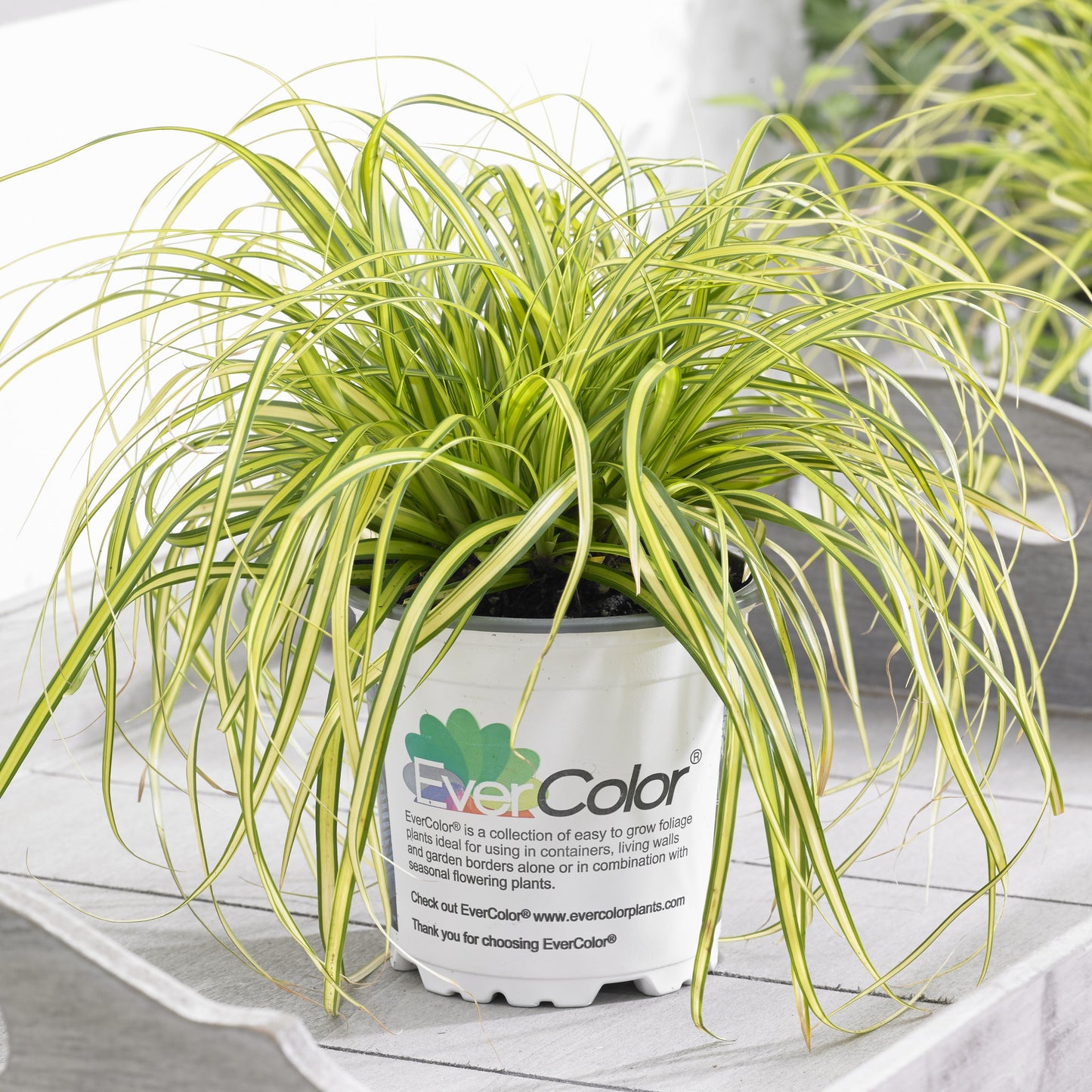 Carex oshimensis - Evercolor® Eversheen Variegated Sedge
